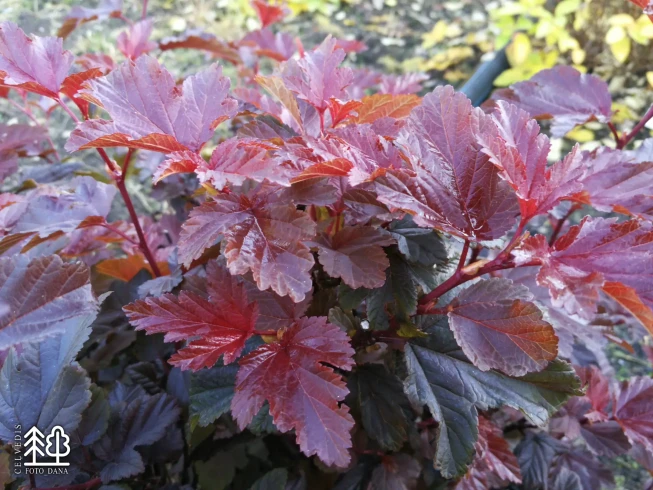 Physocarpus opulifolius   'Little Angel' = 'Hoogi016'